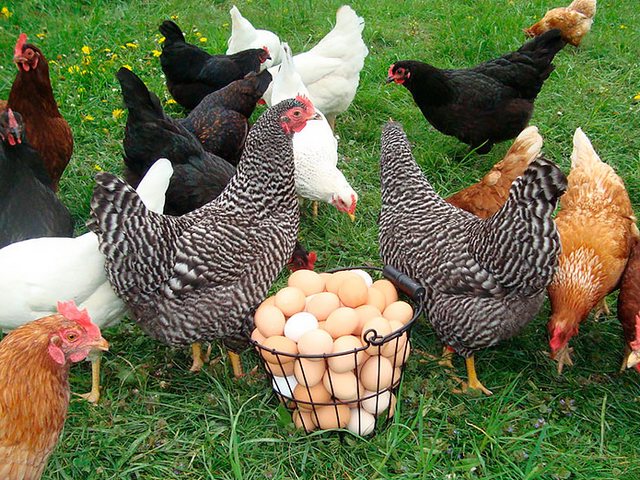 Содержание кур и уход за ними | ЗооТом - продажа, вязка и услуги для животных в Ак-Довураке