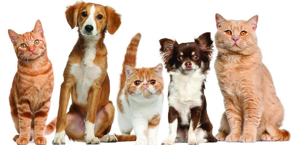 Доска объявлений о животных | ЗооТом - продажа, вязка и услуги для животных в Ак-Довураке