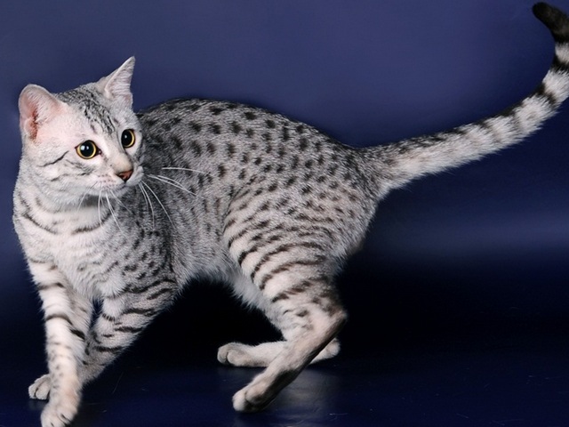 Породы кошек в Ак-Довураке | ЗооТом портал о животных