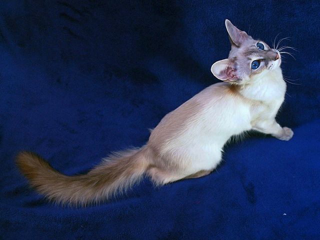 Выведенные породы кошек в Ак-Довураке | ЗооТом портал о животных