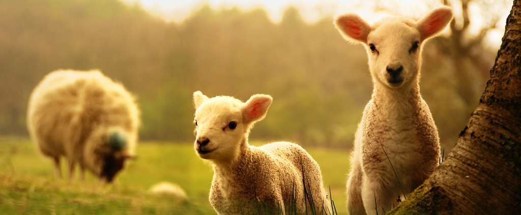 Объявления о сельскохозяйственных животных | ЗооТом - продажа, вязка и услуги для животных в Ак-Довураке