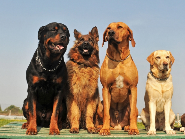 Крупные породы собак в Ак-Довураке | ЗооТом портал о животных