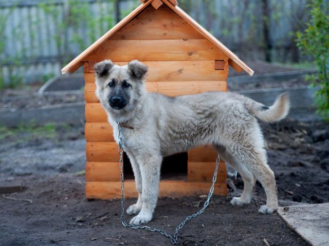 Все о собаках в Ак-Довураке Все о собаках в Ак-Довураке